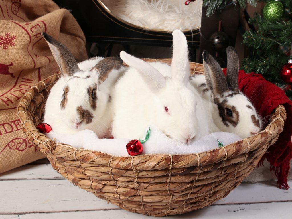 Christopher, CiCi and Cheyenne (Sanctuary Rabbits)