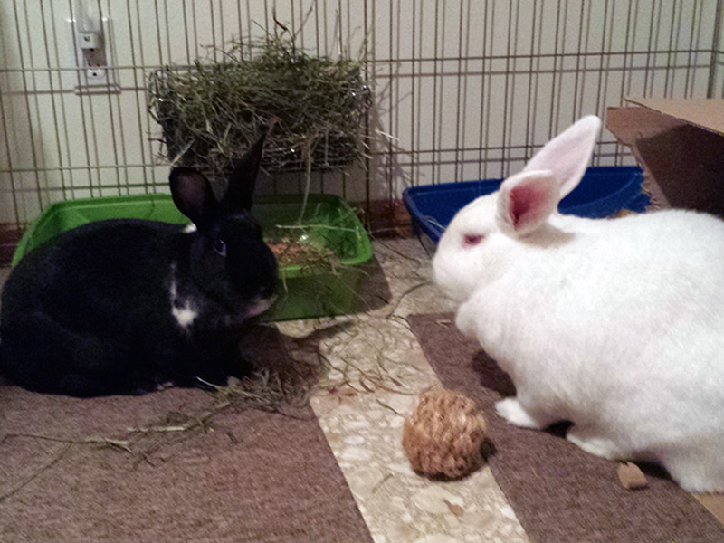 Sherlock and Pria (Sanctuary Rabbits)