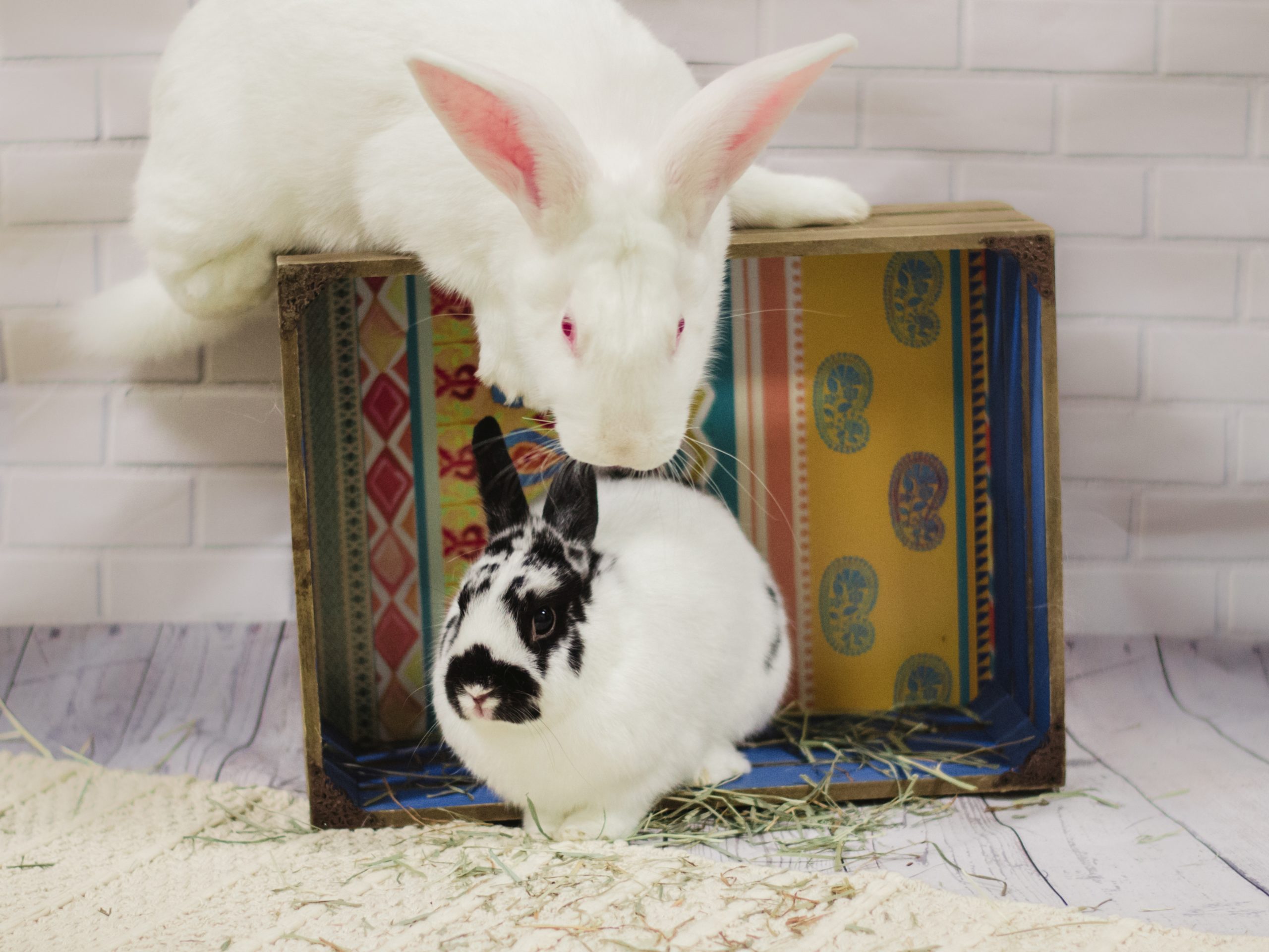 Domino & Snowball-ADOPTED
