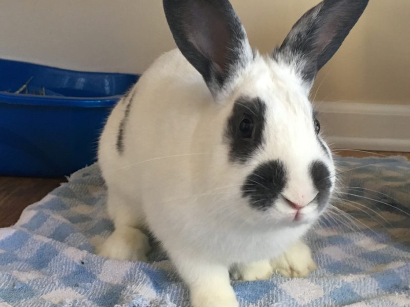 Thumper-ADOPTED