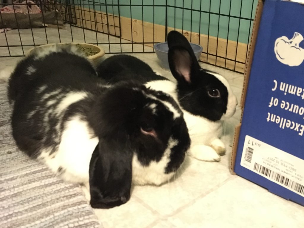 Truffles & Pickles-ADOPTED
