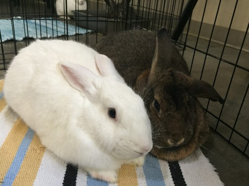 Timothy & Snow-ADOPTED