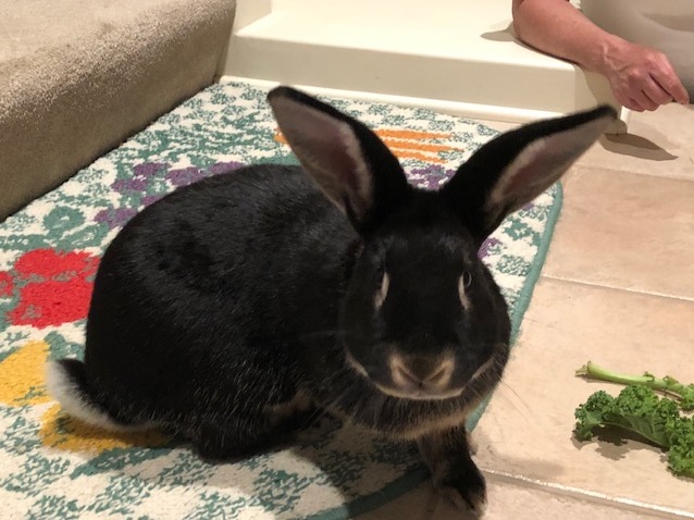 Davey Hasselhop-ADOPTED