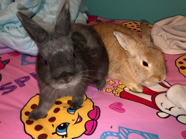 Clover & Lily–ADOPTED