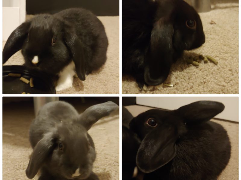 Lop Babies–ADOPTED