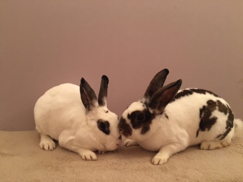 Felix and Ellie – ADOPTED