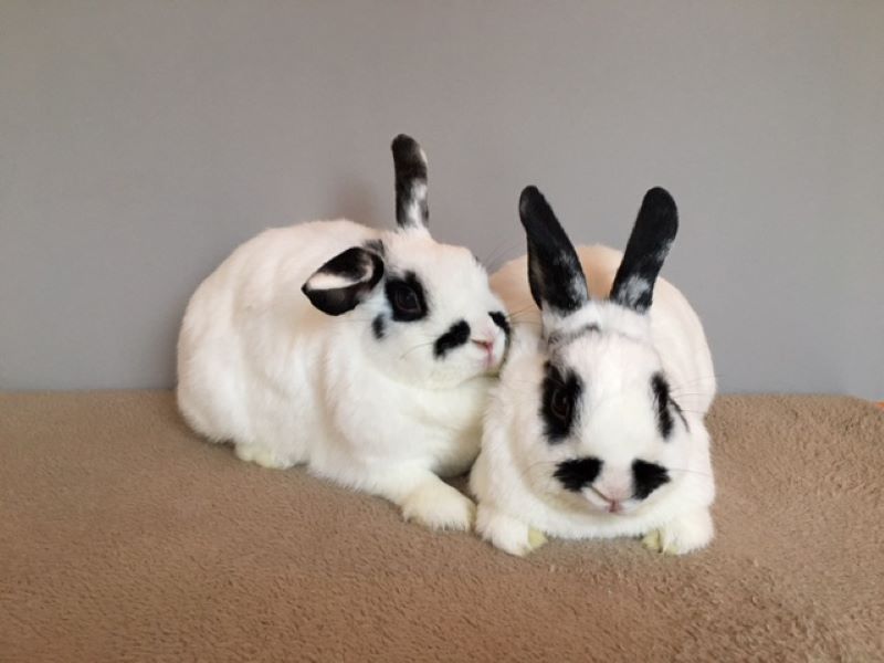 Lily and Liam – ADOPTED