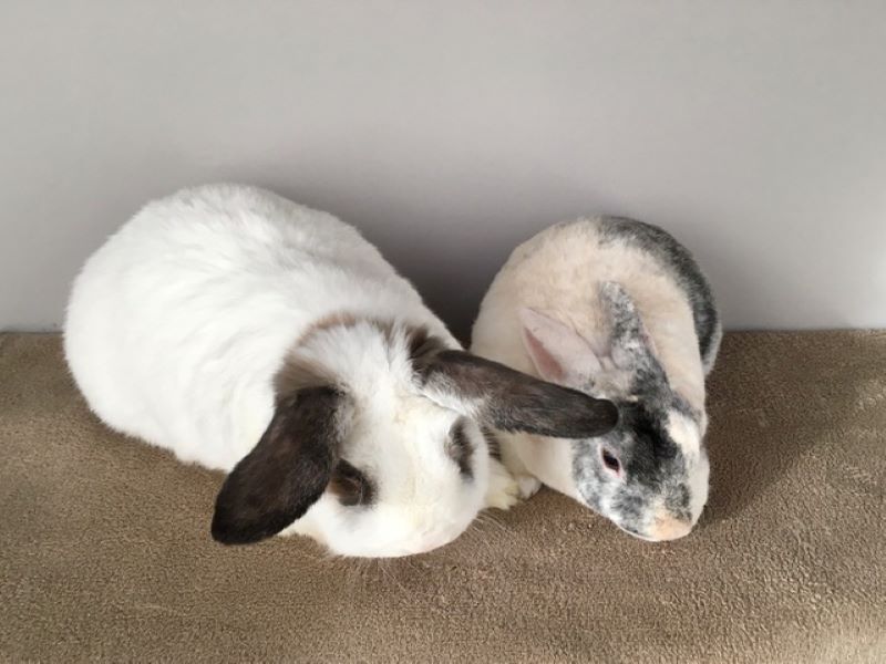 Cotton and Bandit – ADOPTED