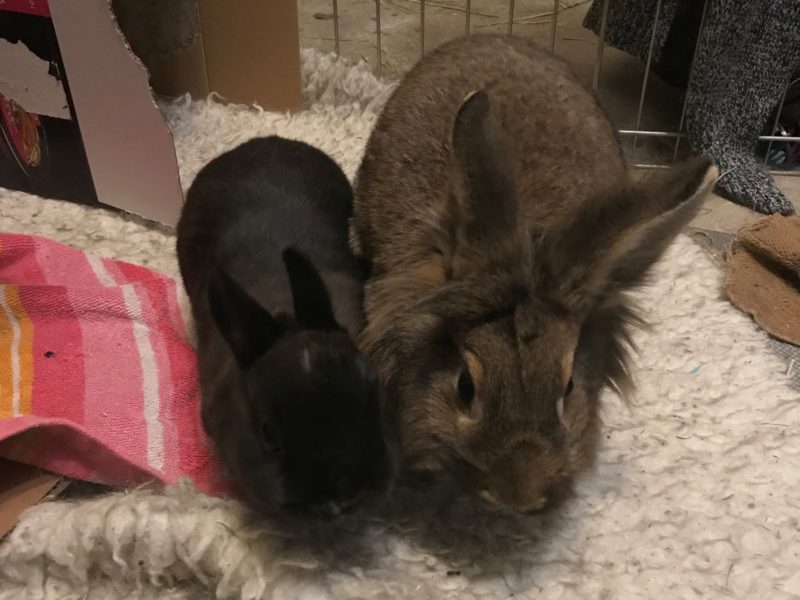 Percy & Java – ADOPTED