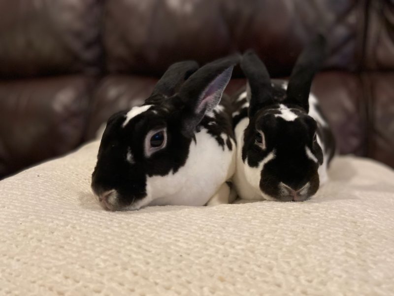 Marv & Evie – ADOPTED