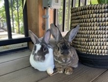 Casey and Bernie–ADOPTED