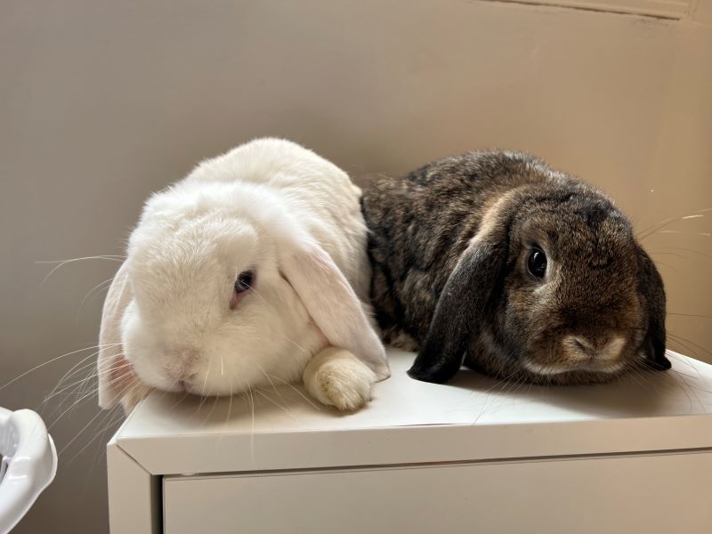 Peter & Scrunch – ADOPTED