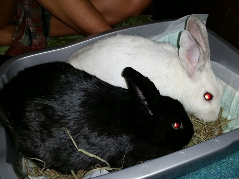 Roscoe & Layla (Sanctuary Bunnies/Sponsorship needed)