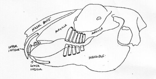 rabbit-teeth-how-they-work-mohrs