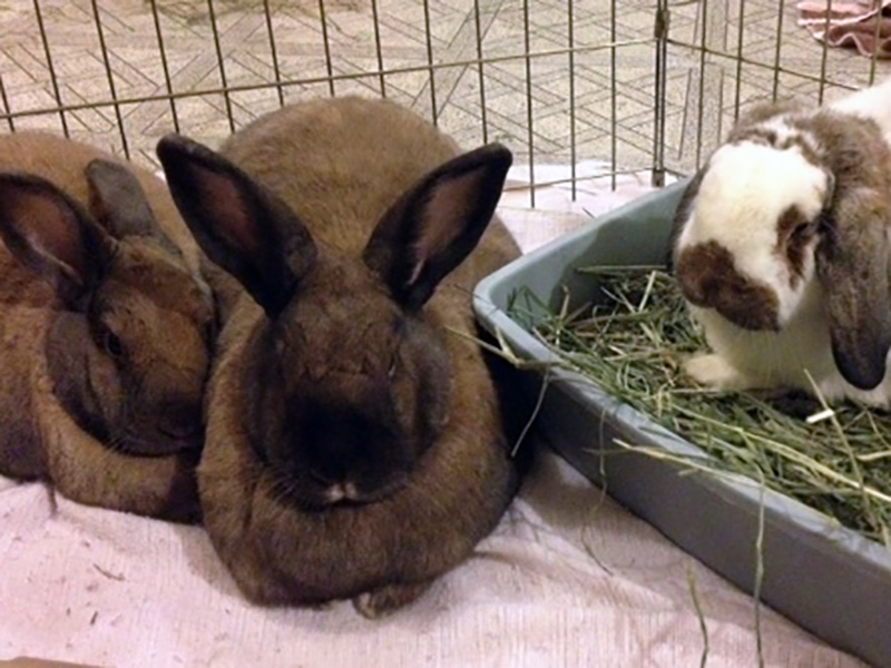 Karma, Petunia, & George (Sanctuary Rabbits)