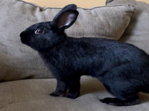 MOHRS | Rabbit Rescue & Adoption