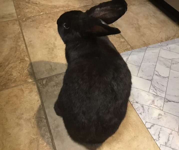 Midnight Rabbits Midnight–ADOPTED | MOHRS