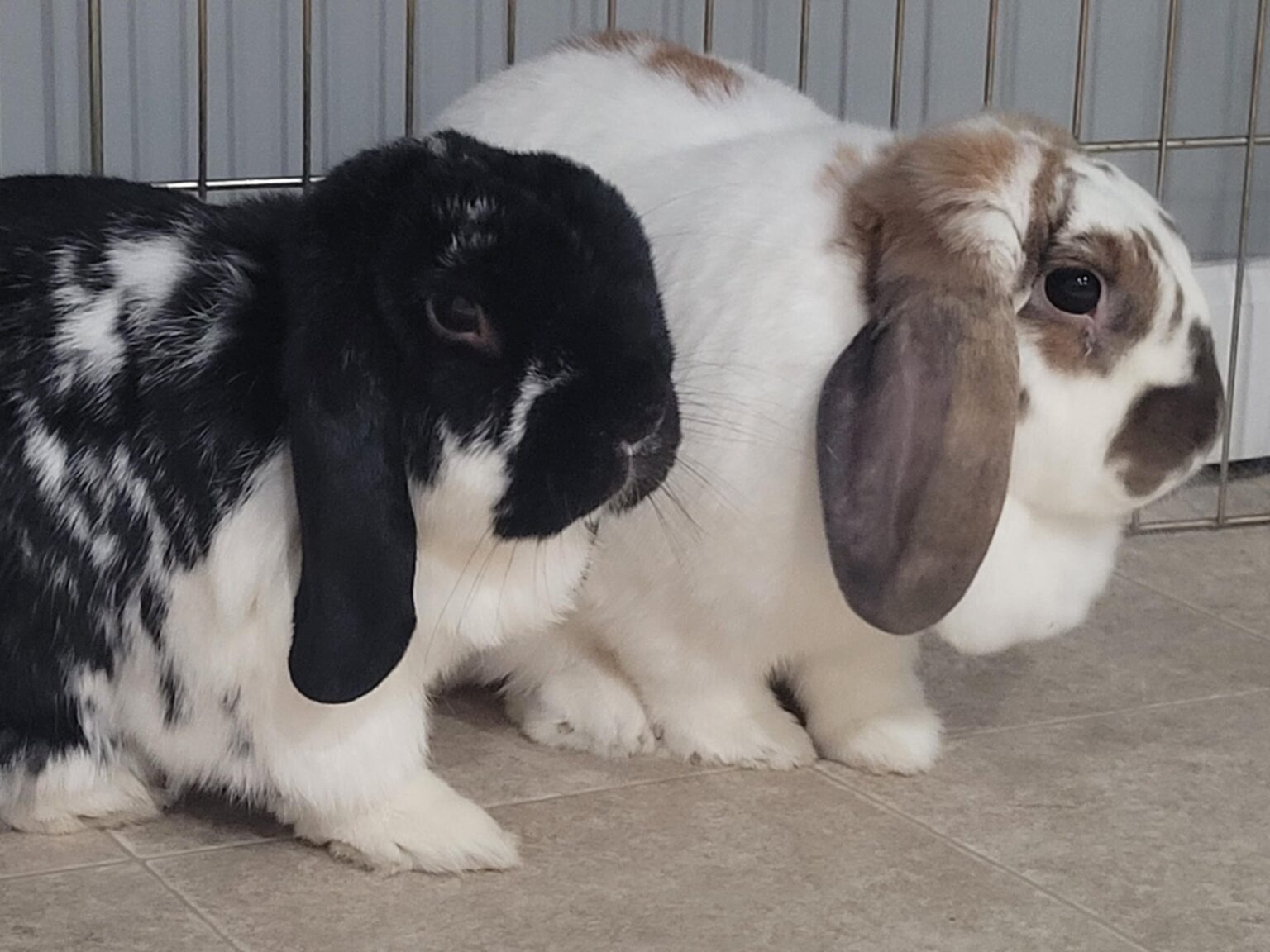 MOHRS | Rabbit Rescue & Adoption