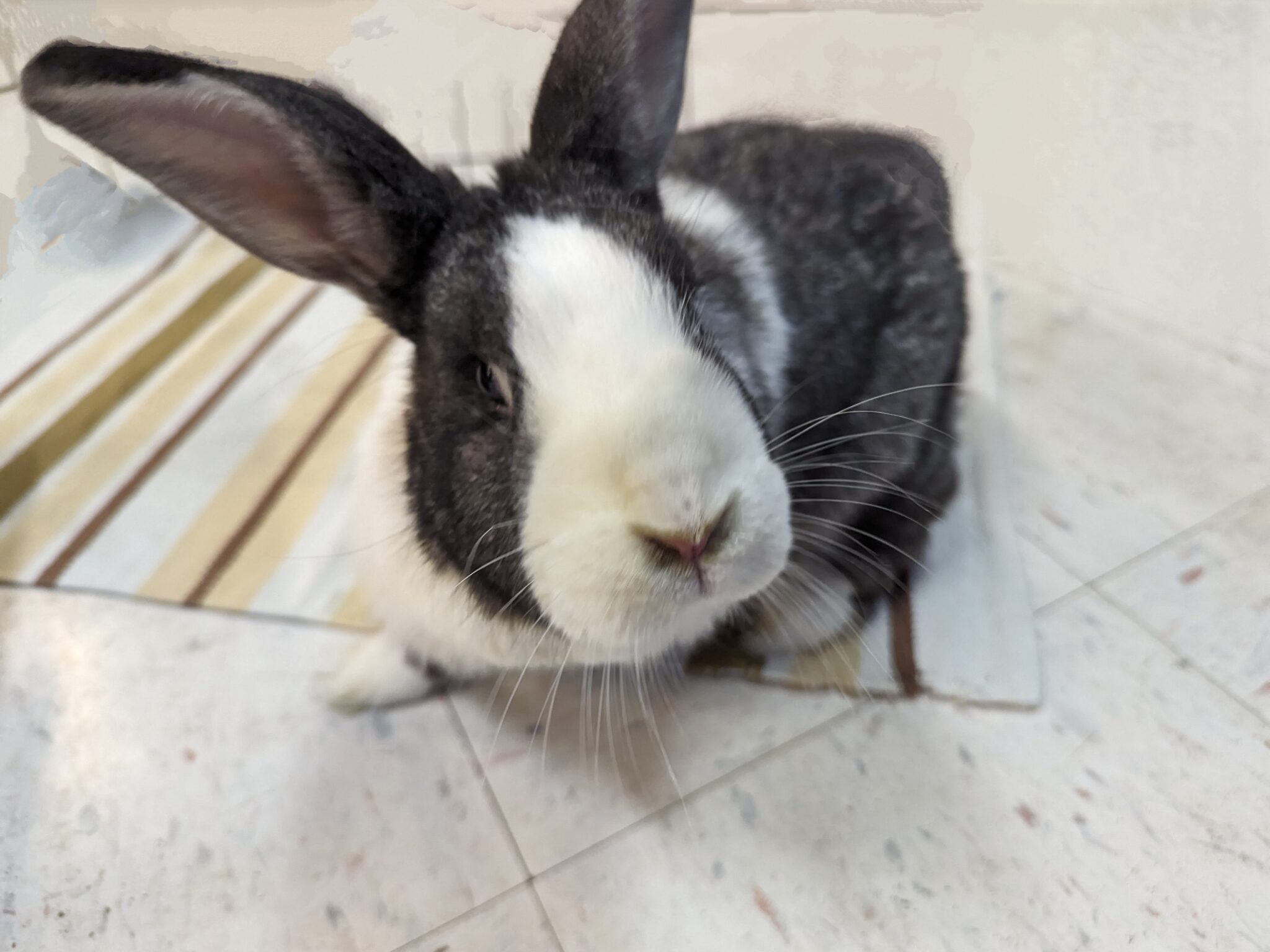 MOHRS | Rabbit Rescue & Adoption
