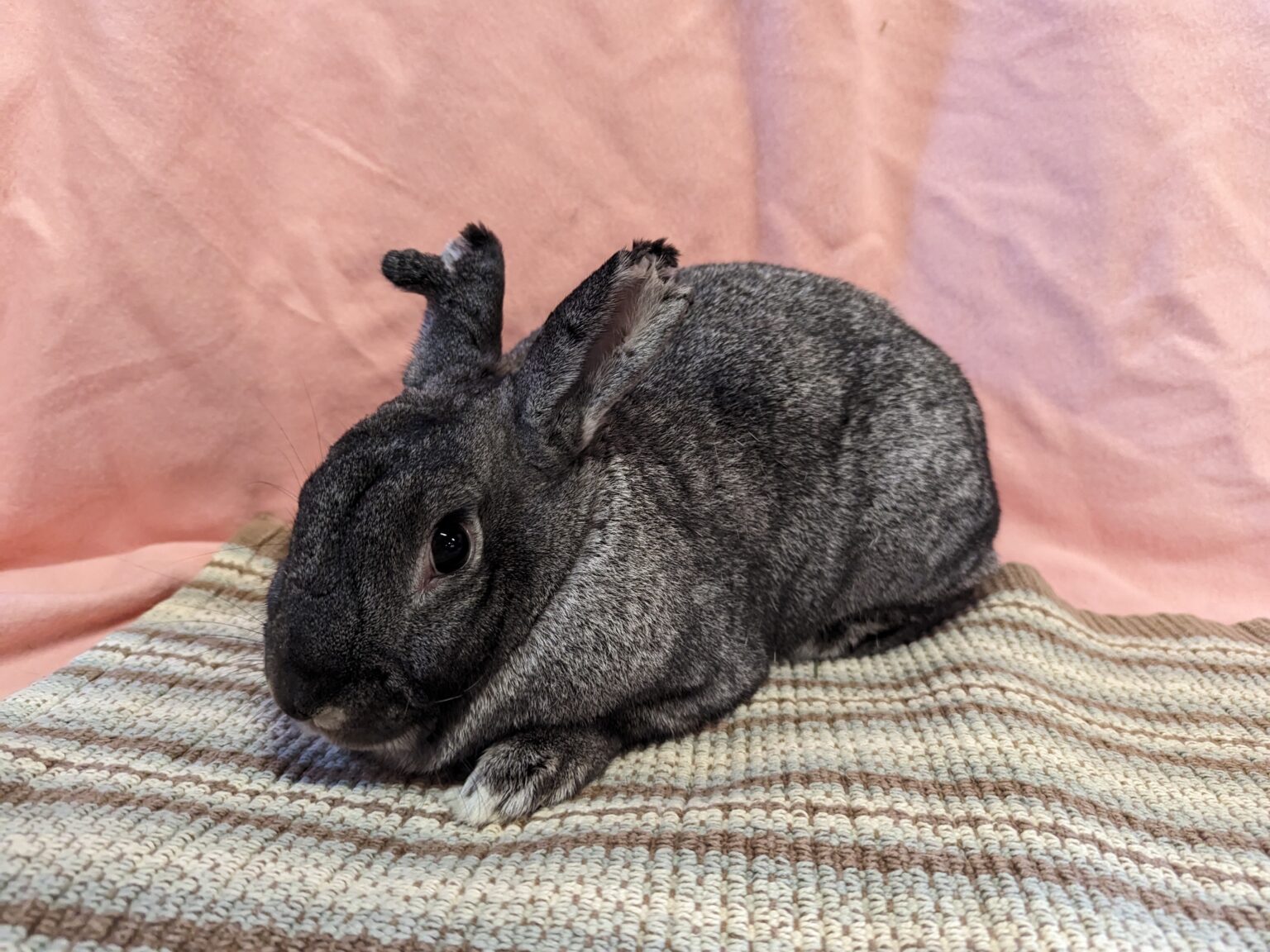 MOHRS | Rabbit Rescue & Adoption