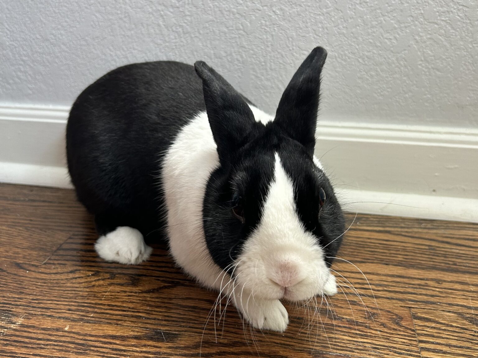 MOHRS | Rabbit Rescue & Adoption