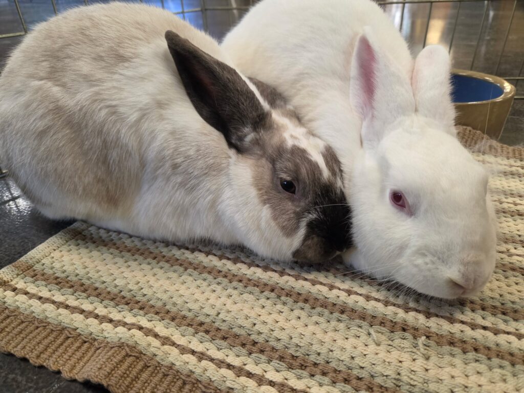 S’mores & Casper