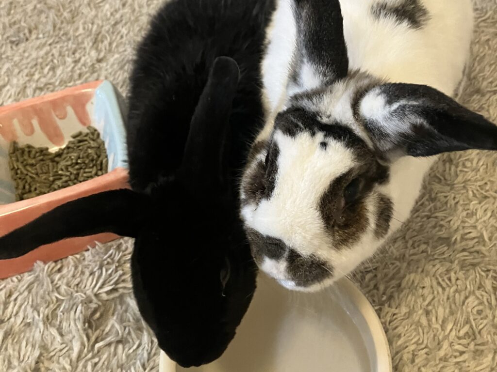 Midnight & Eloise