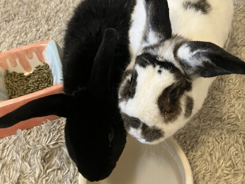 Midnight & Eloise