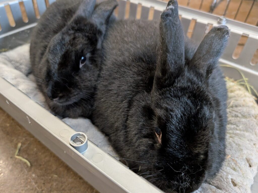 Cora and Onyx