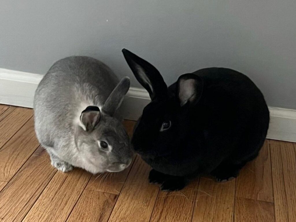 Indy and Lola