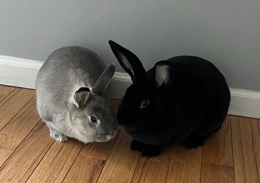 Indy and Lola