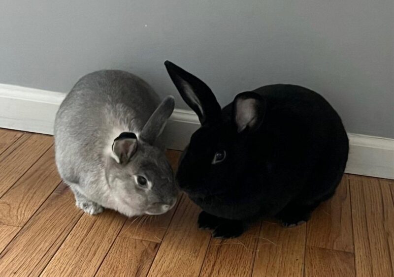 Indy and Lola