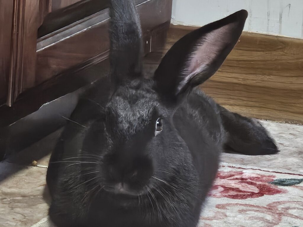 Obi